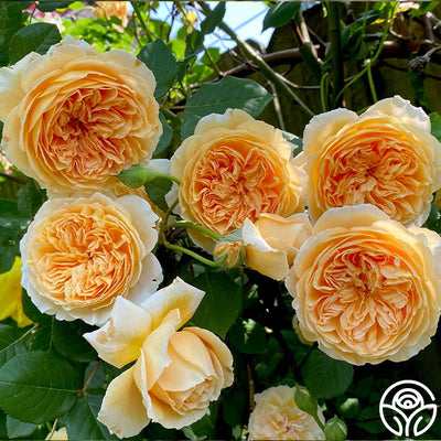 Crown Princess Margareta®