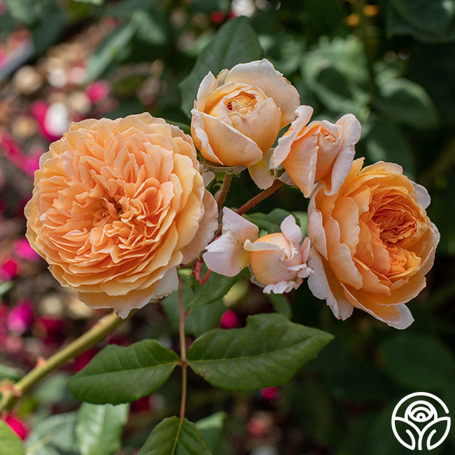 David Austin Roses Crown Princess Margareta - Thumbnail 3