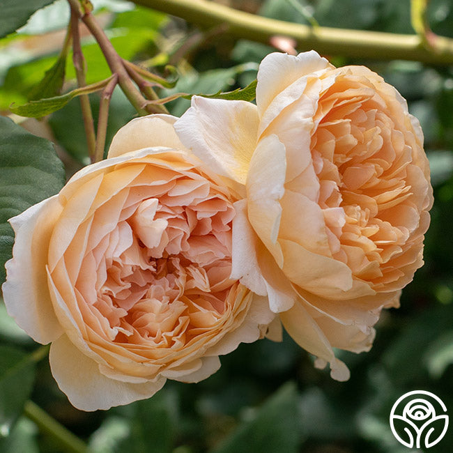 David Austin Roses Crown Princess Margareta - Thumbnail 4