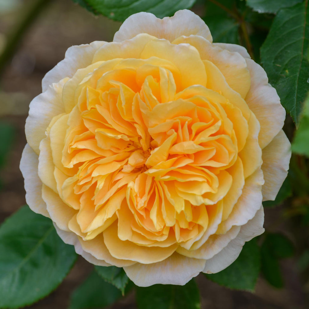 Crown Princess Margareta®
