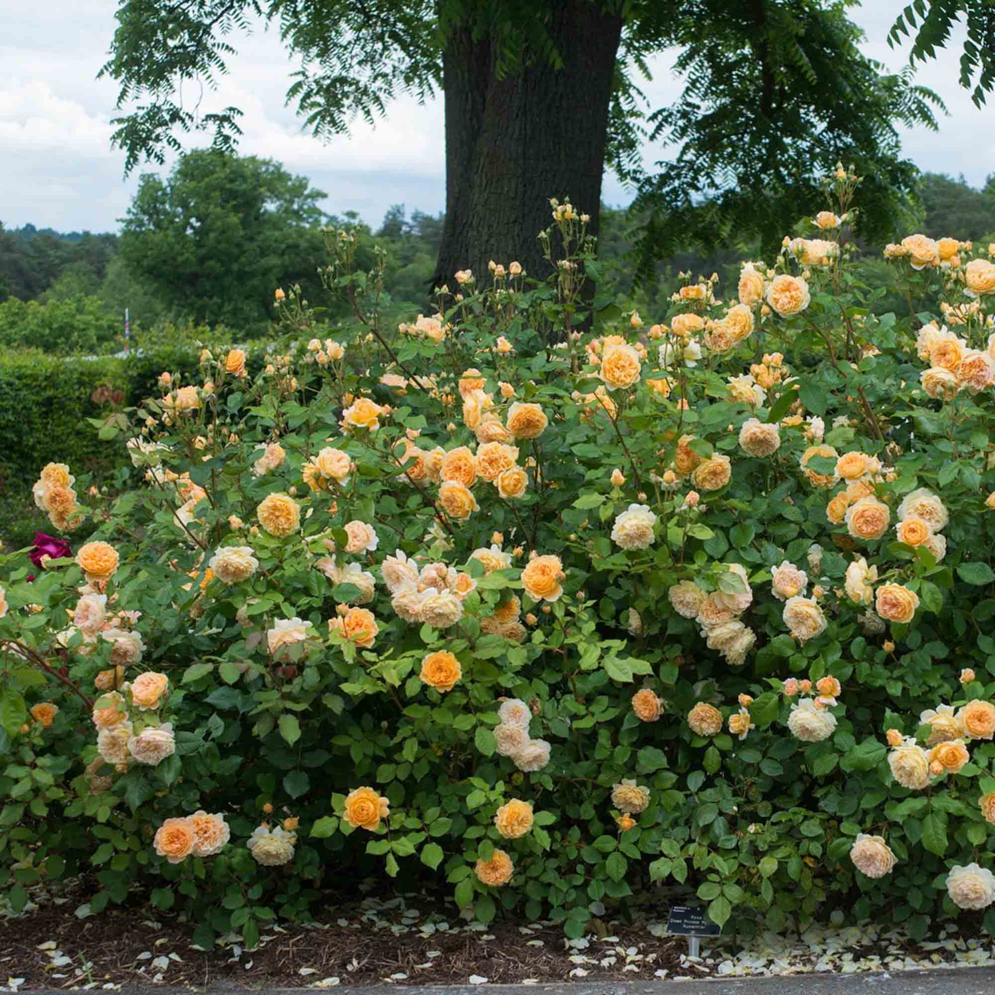 Crown Princess Margareta®