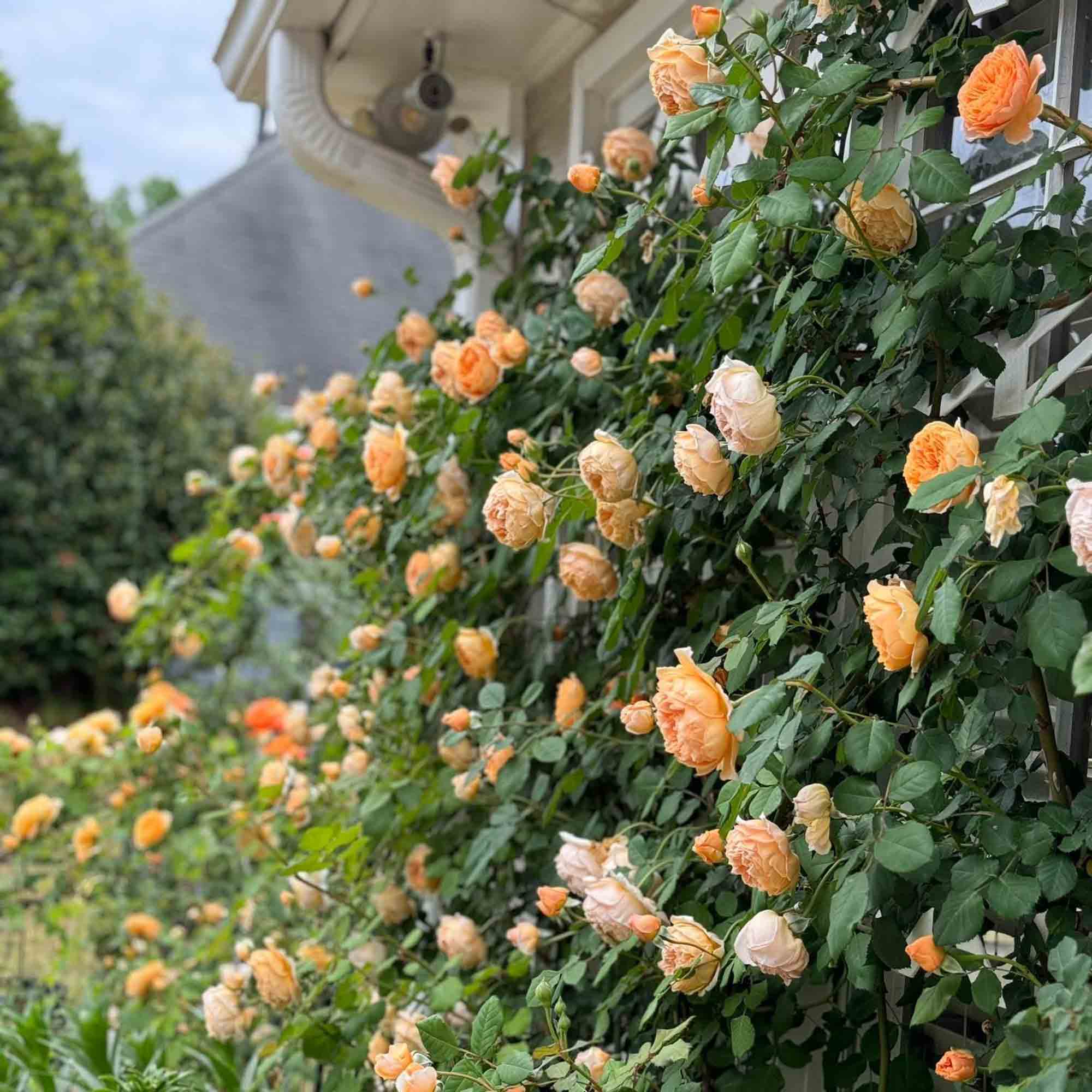 Crown Princess Margareta®