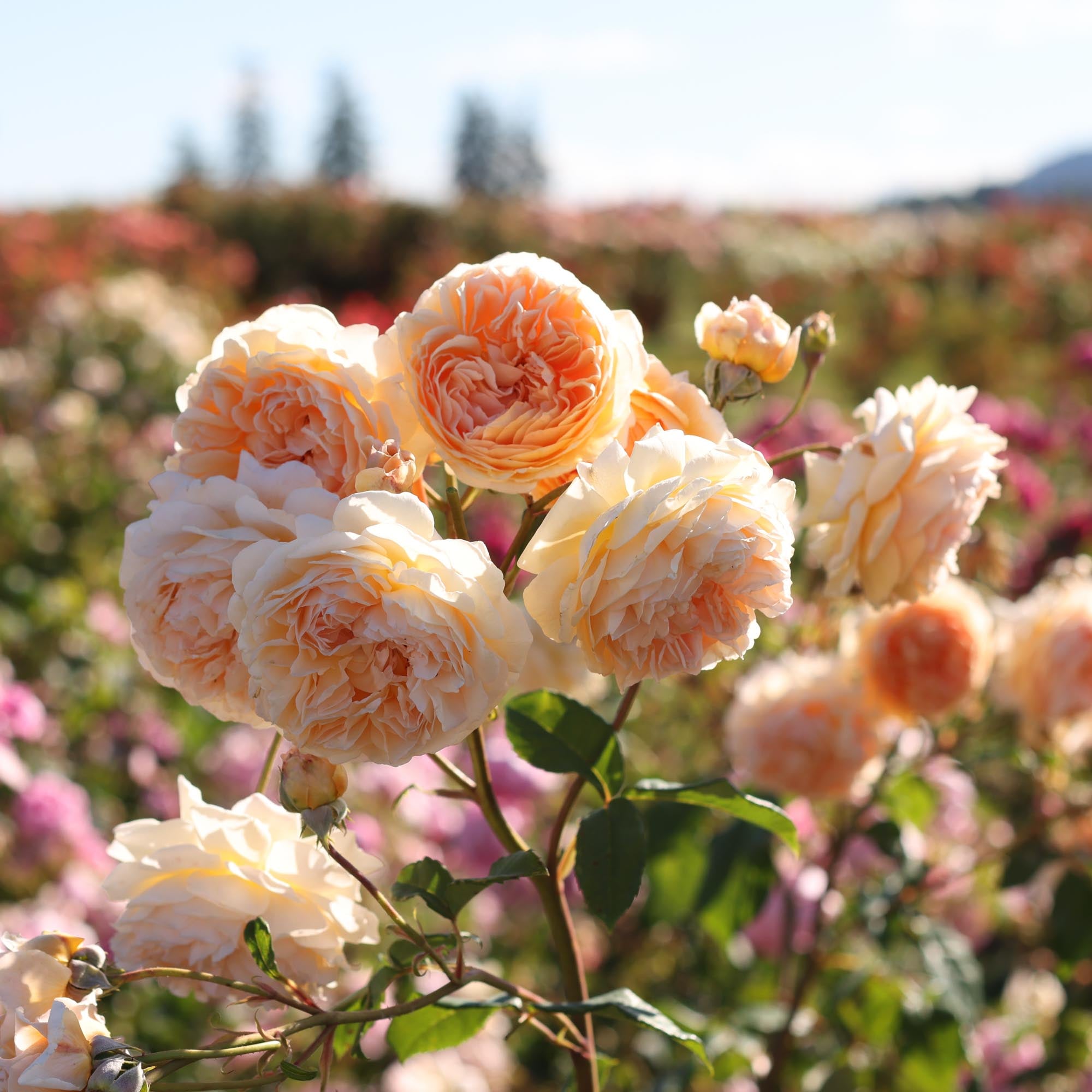 Crown Princess Margareta®
