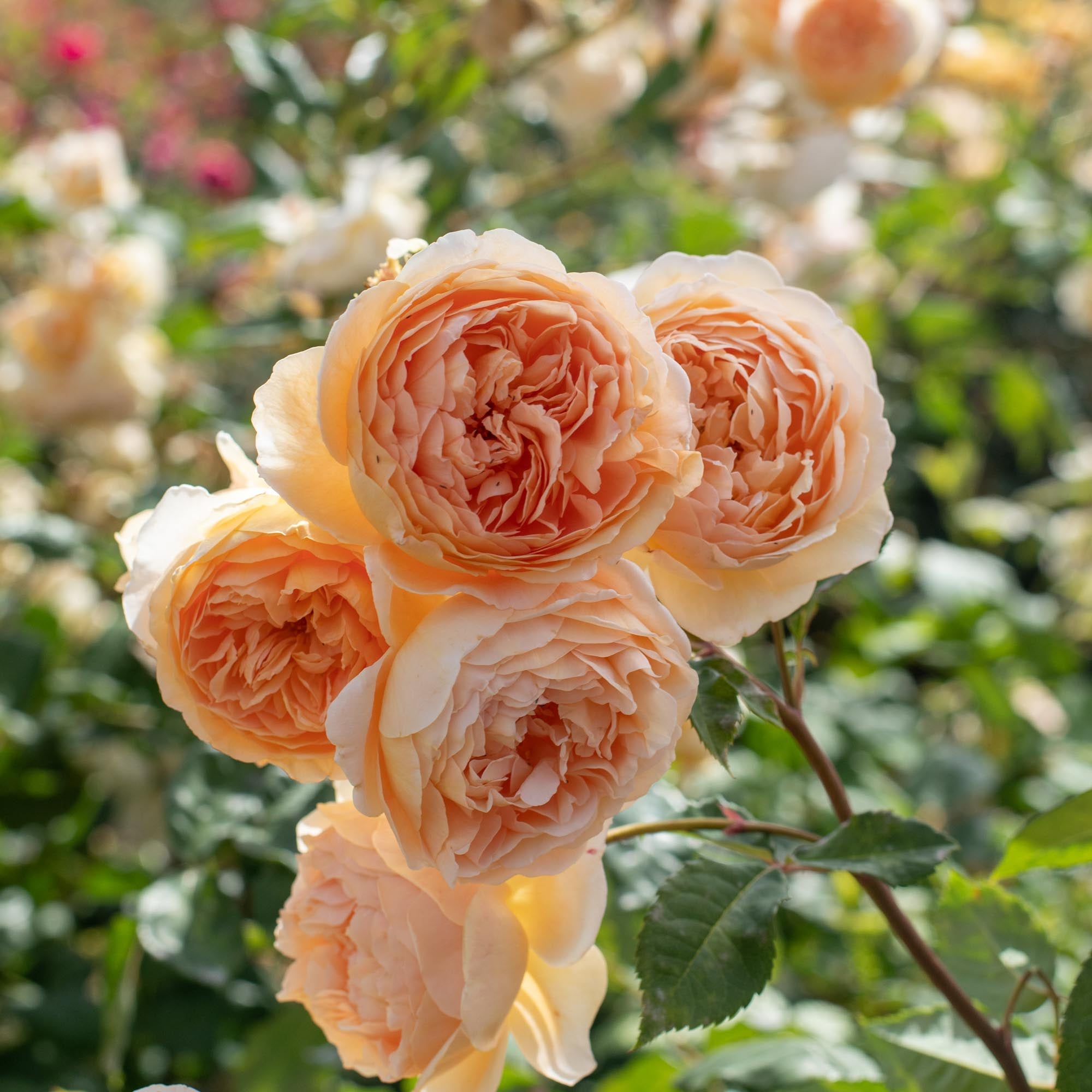 Crown Princess Margareta®