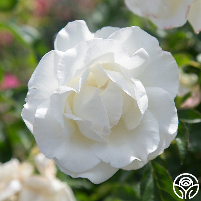 Stallan Roses Crystalline Hybrid Tea Rose | White Rose Plant – Heirloom