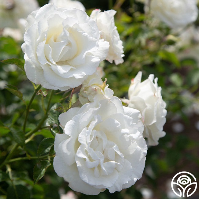 Stallan Roses Crystalline Hybrid Tea Rose | White Rose Plant – Heirloom