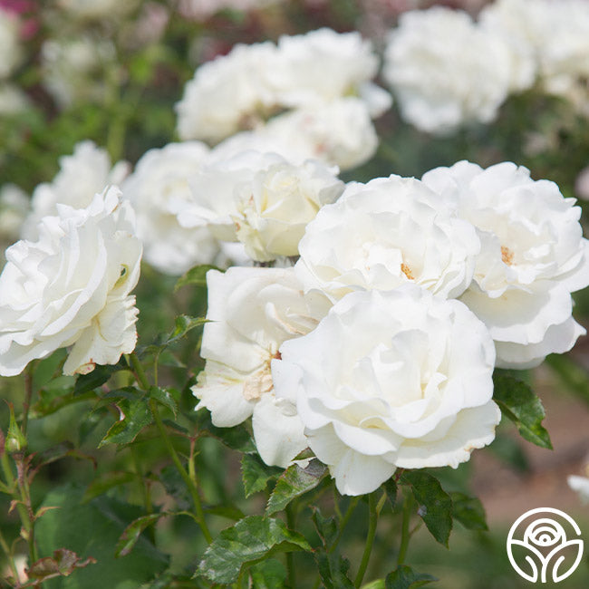Crystalline Rose - Hybrid Tea - Lightly Fragrant – Heirloom Roses