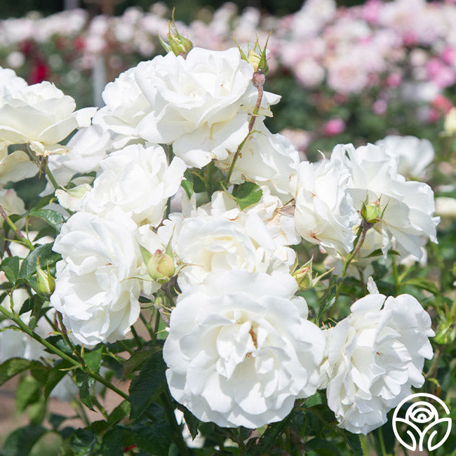 Stallan Roses Crystalline Hybrid Tea Rose | White Rose Plant – Heirloom