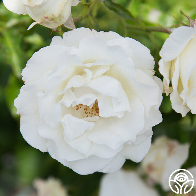 Stallan Roses Crystalline Hybrid Tea Rose | White Rose Plant – Heirloom