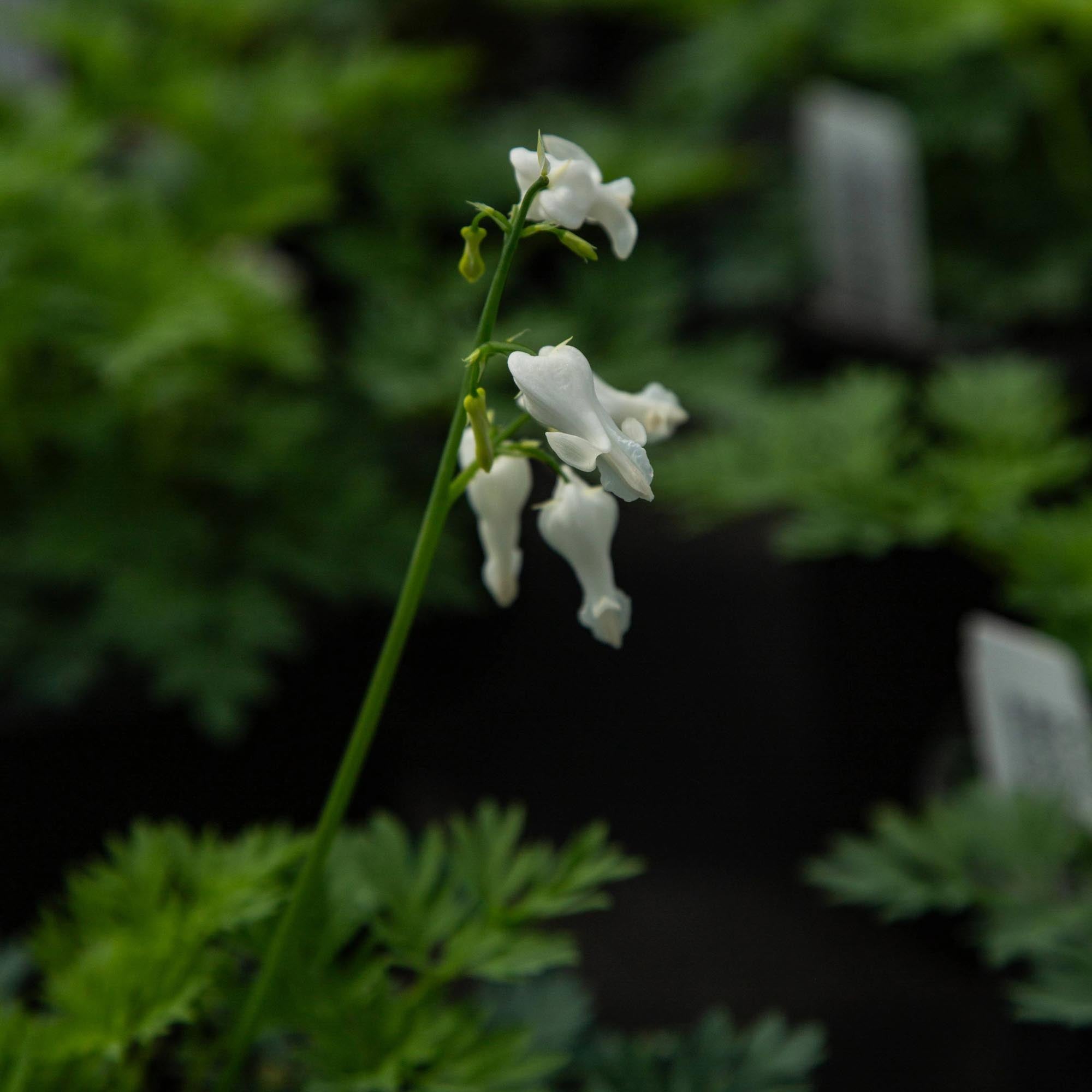 Amore Titanium Dicentra