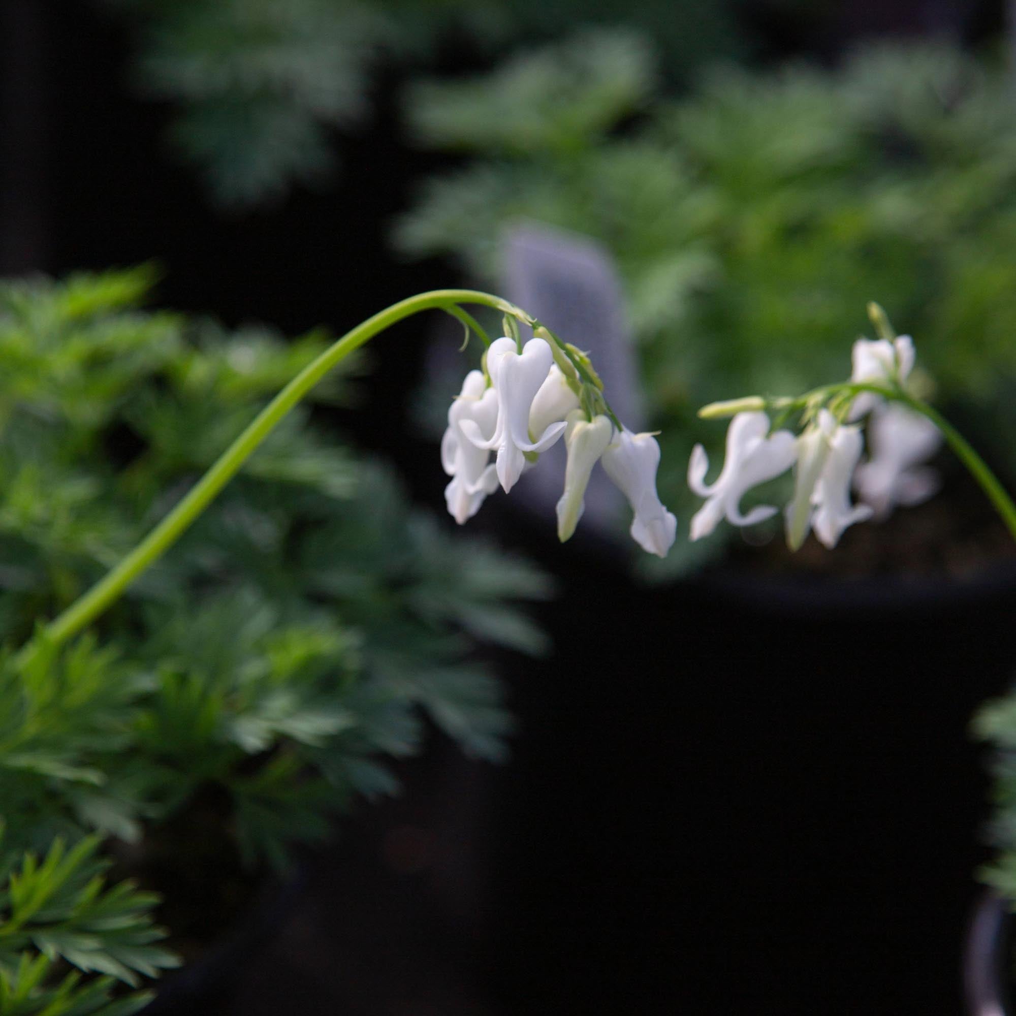 Amore Titanium Dicentra