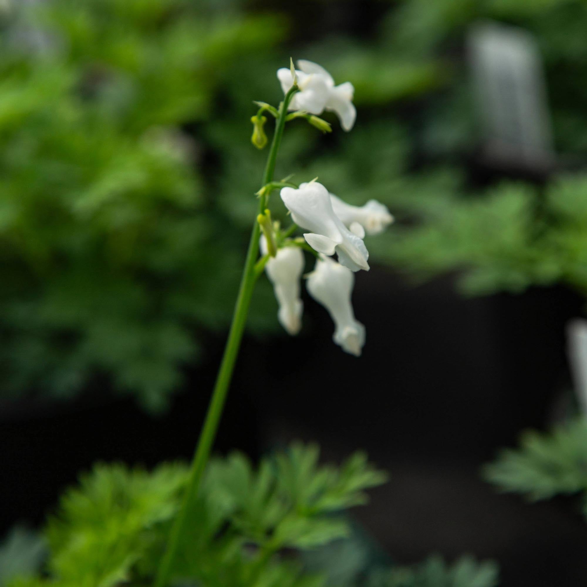 Amore Titanium Dicentra