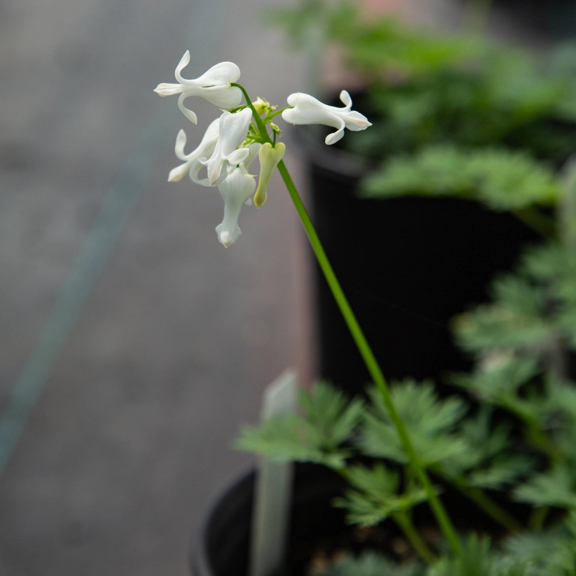 Amore Titanium Dicentra