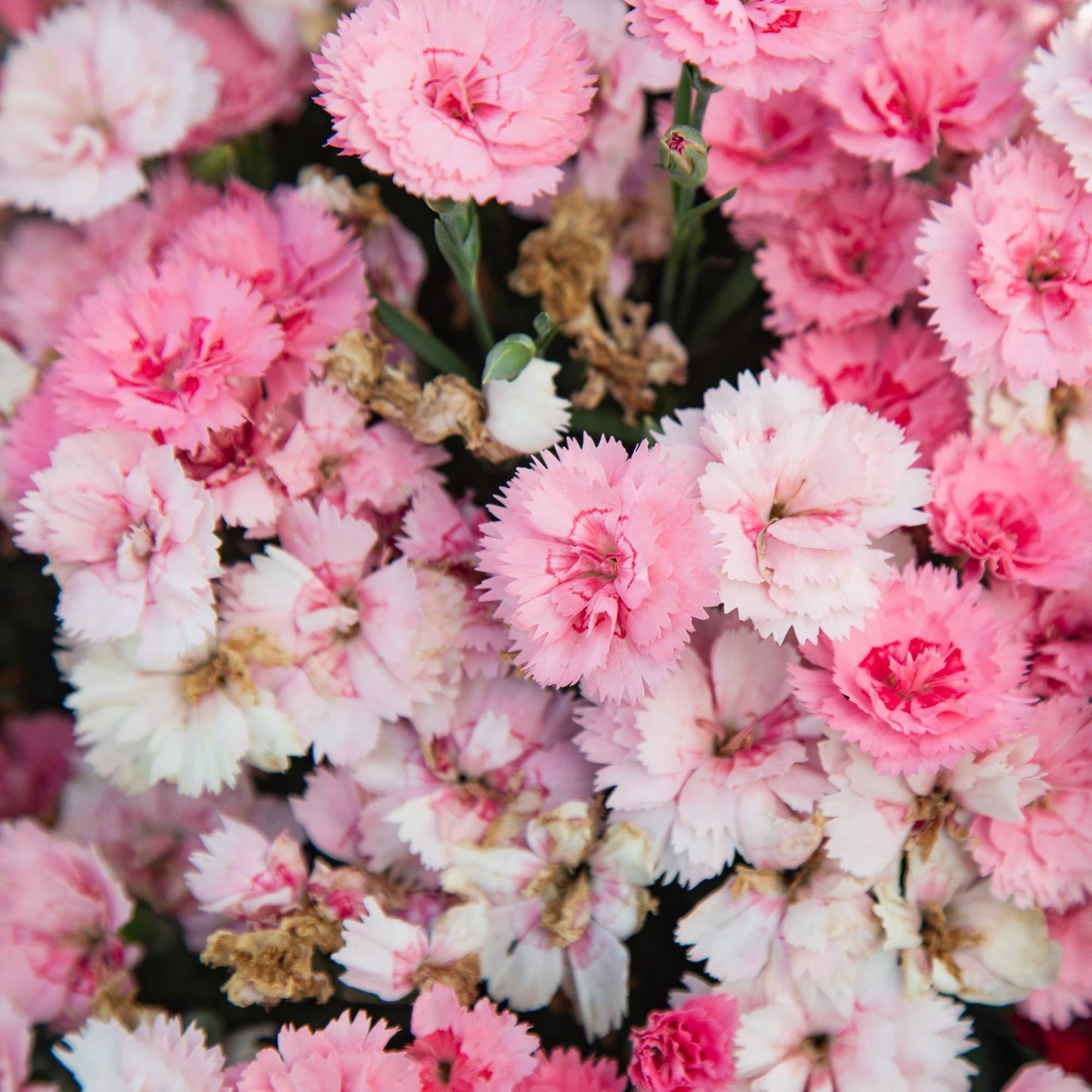 Everlast™ Pink to White