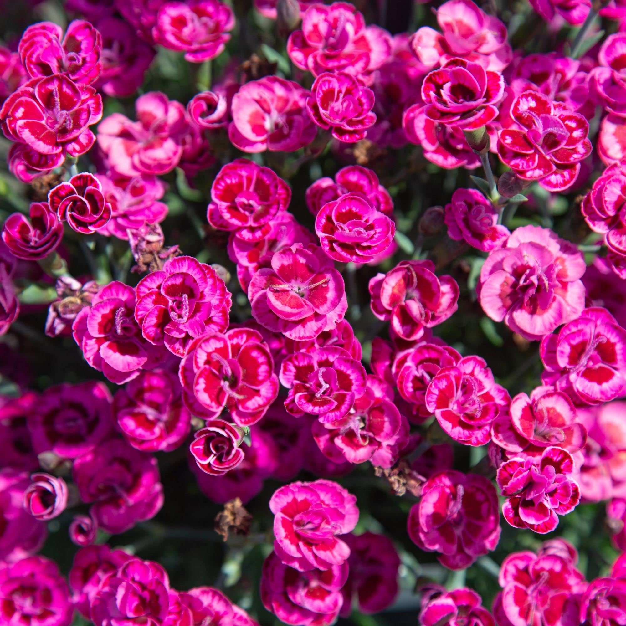 Purple Wedding®