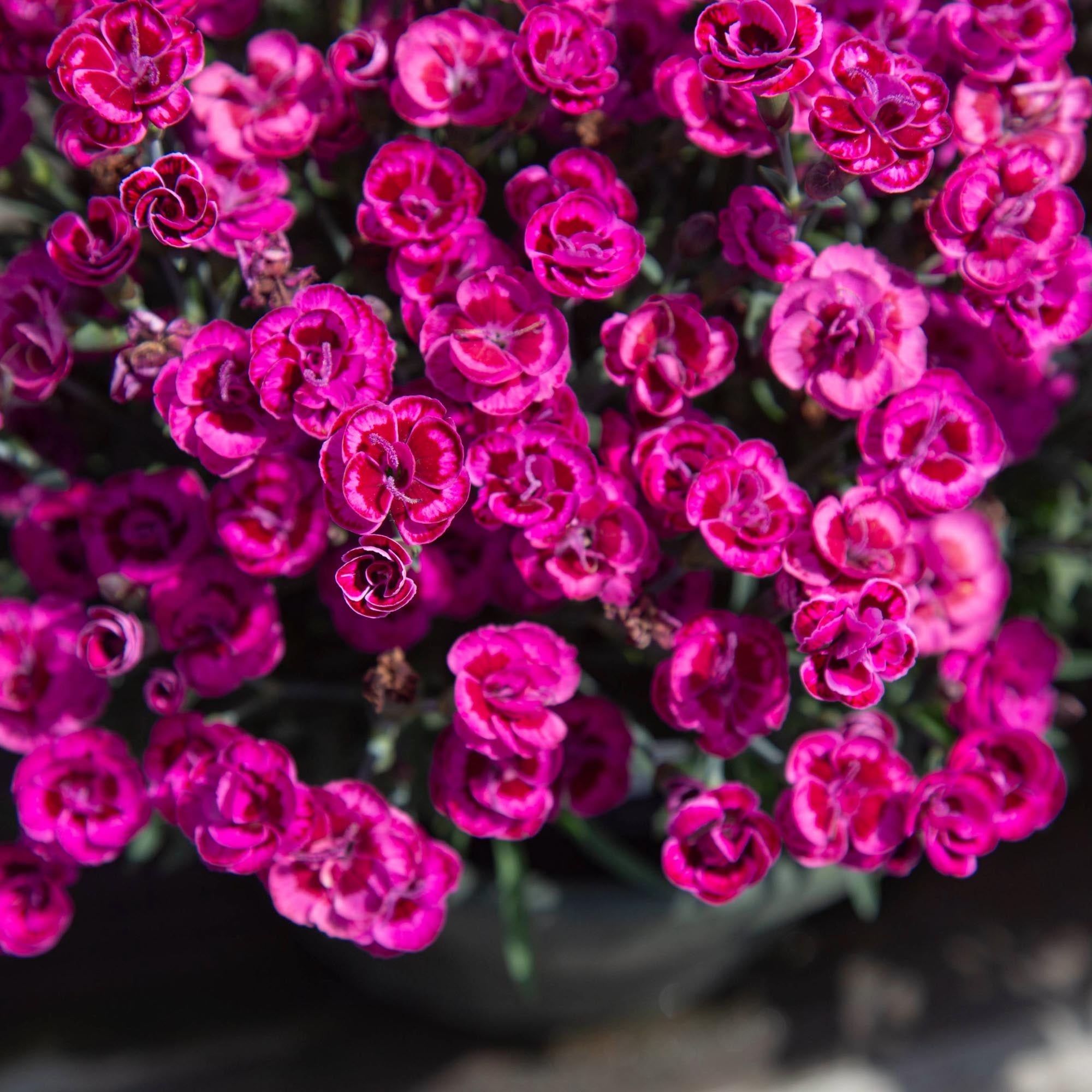 Purple Wedding®