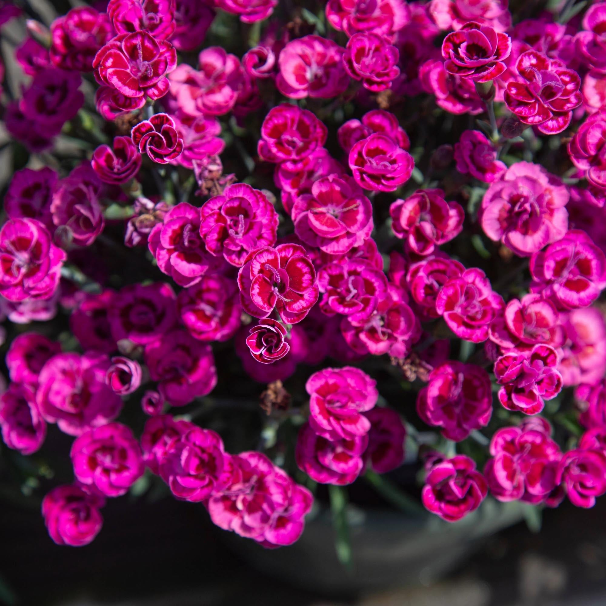 Purple Wedding®