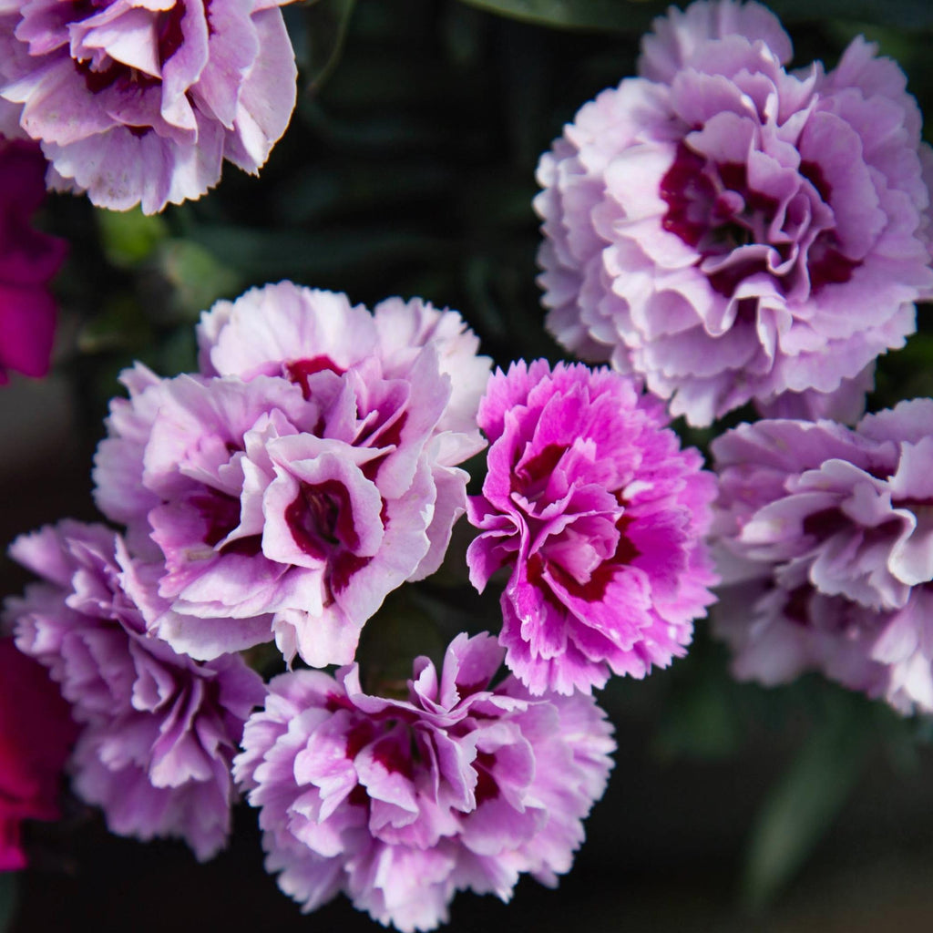 SuperTrouper™ Lavender+Eye.