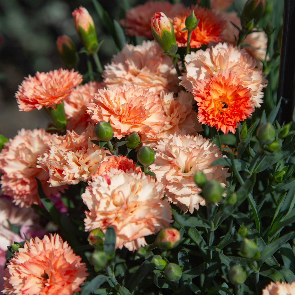 Vivacia™ Orange