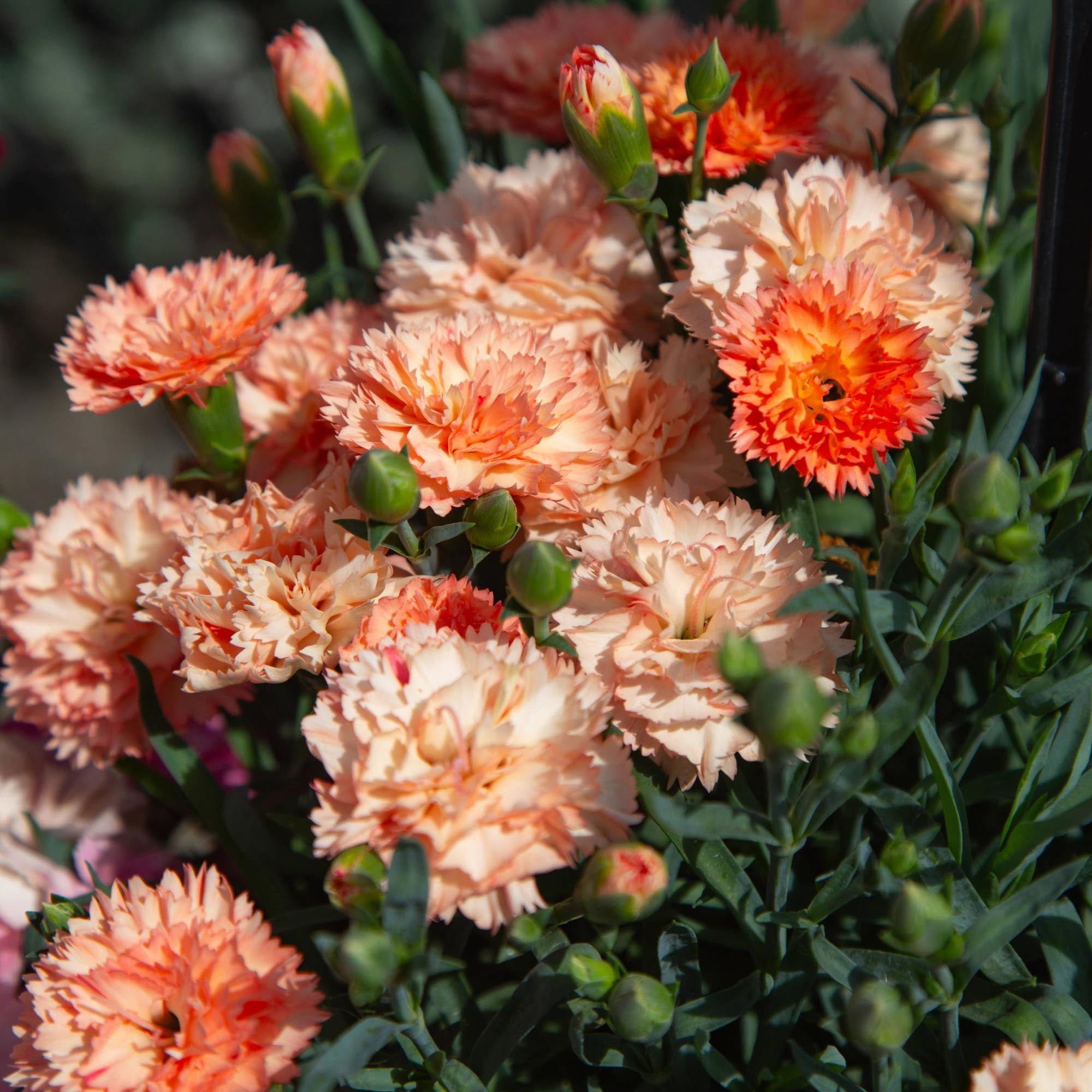 Vivacia™ Orange