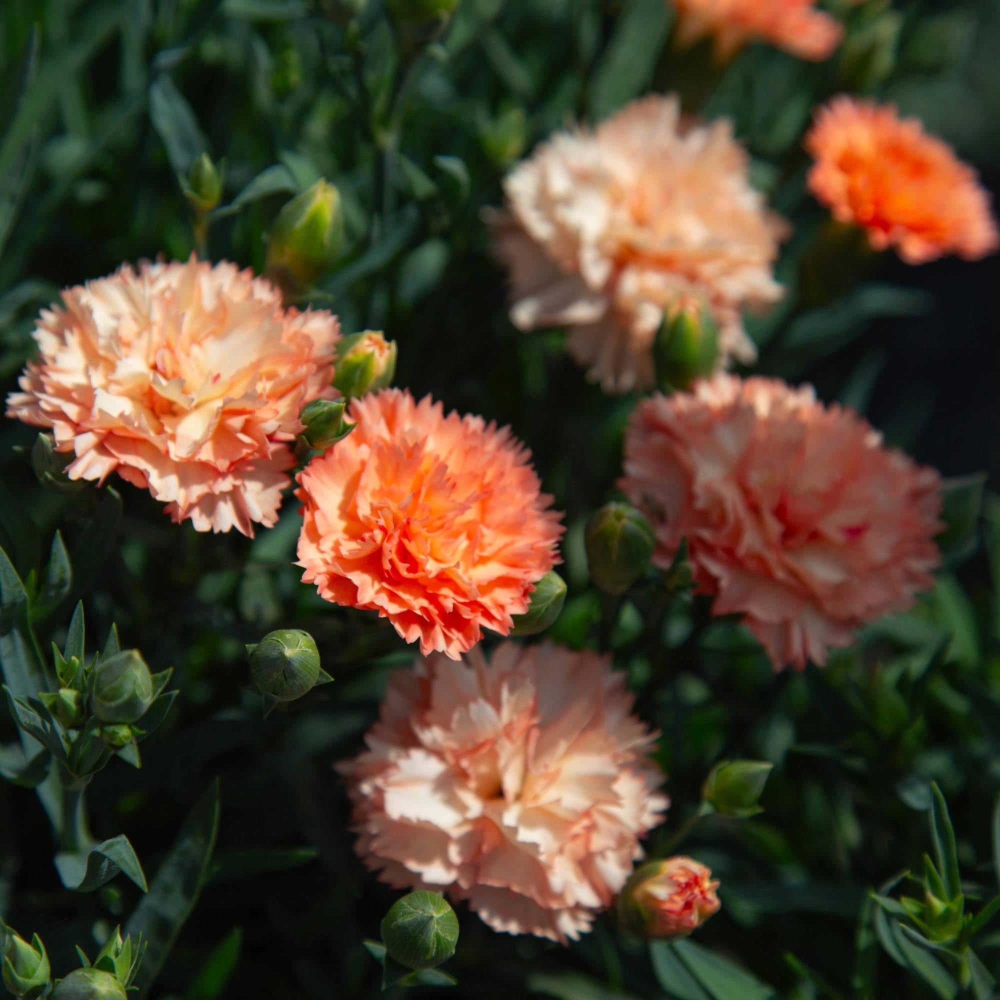 Vivacia™ Orange