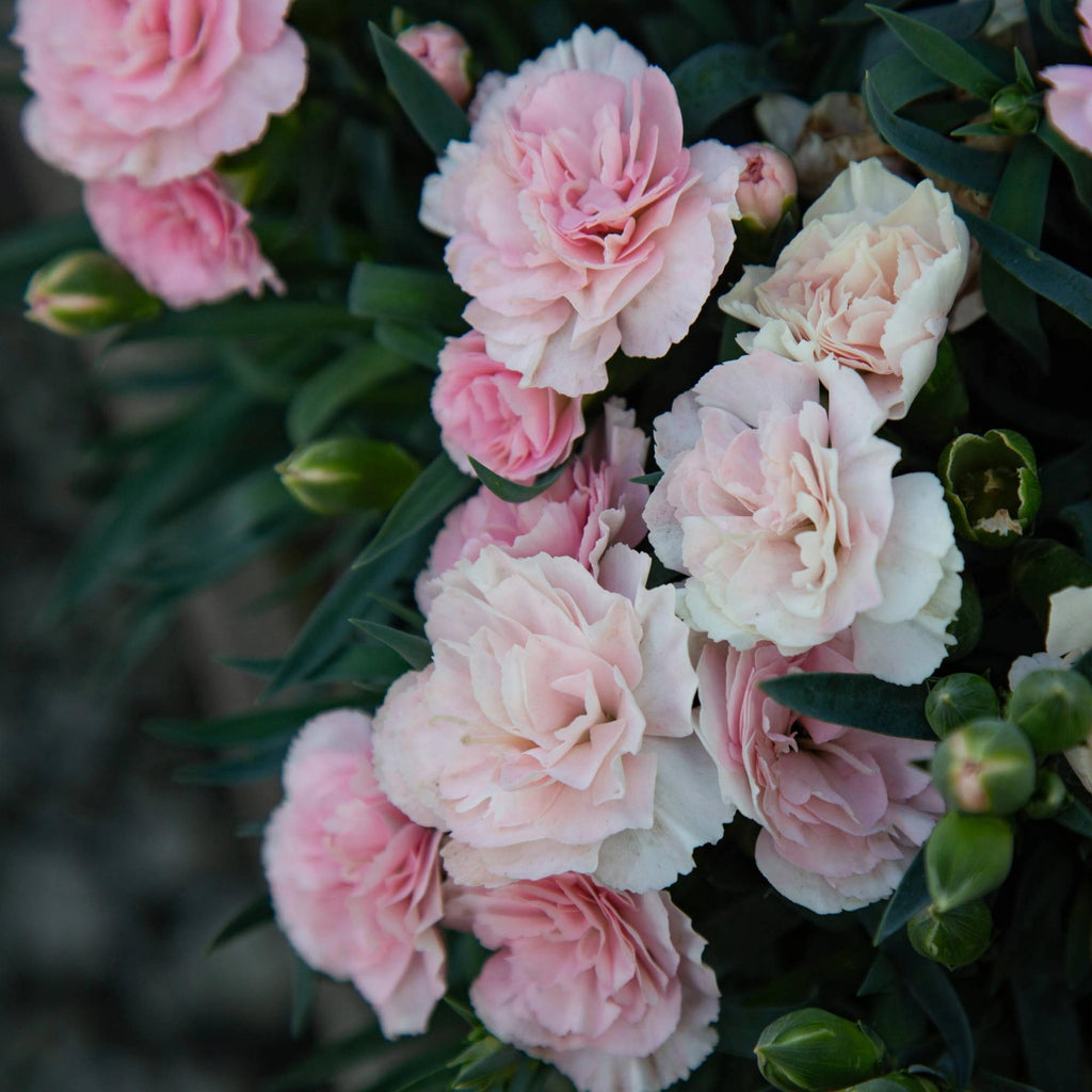 SuperTrouper™ Appleblossom