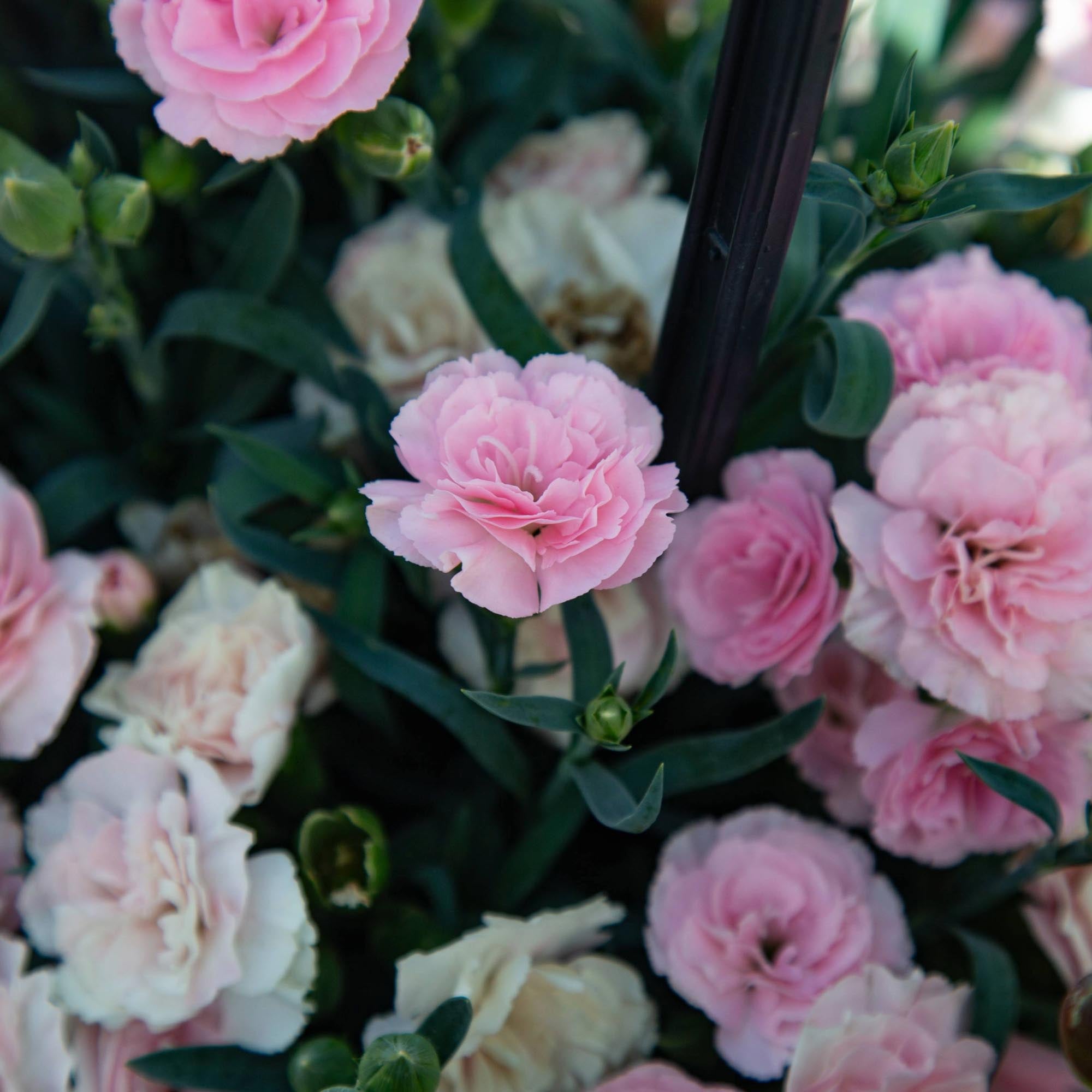 SuperTrouper™ Appleblossom