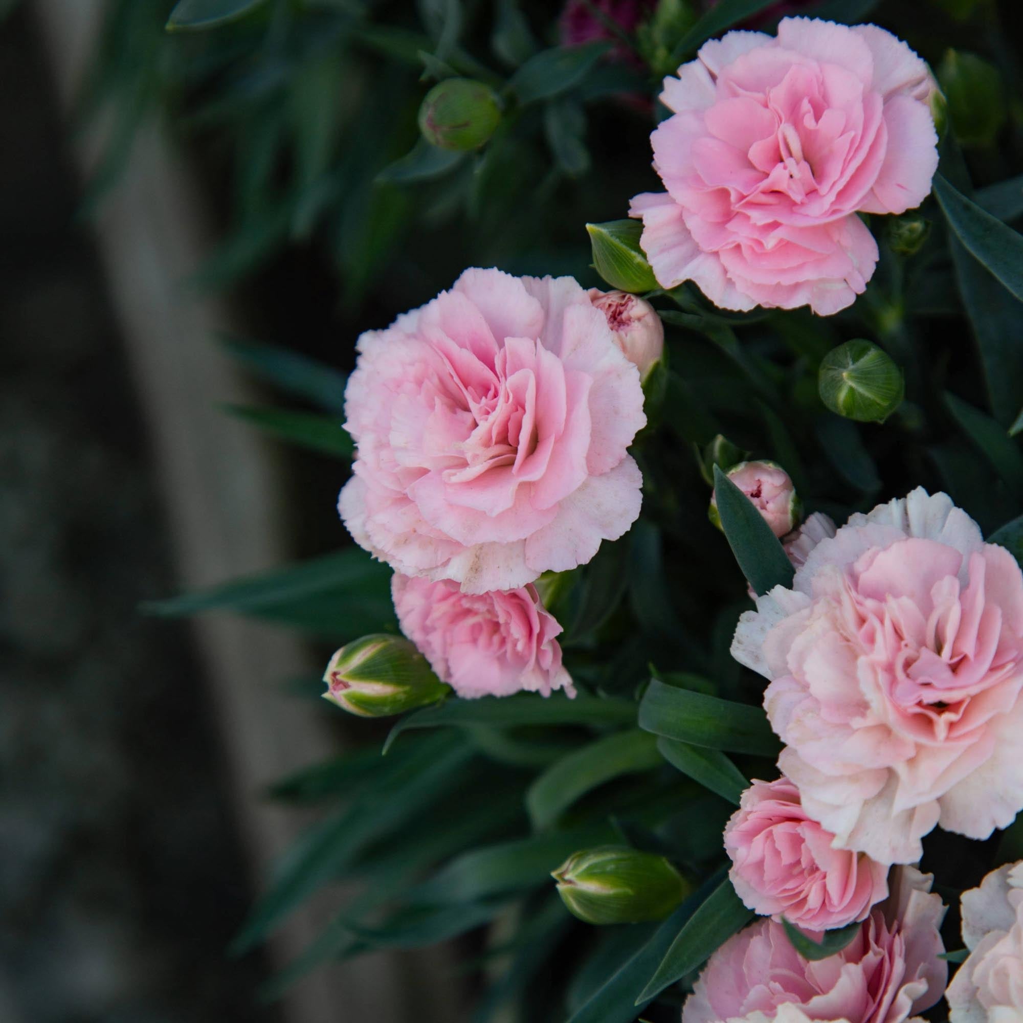 SuperTrouper™ Appleblossom