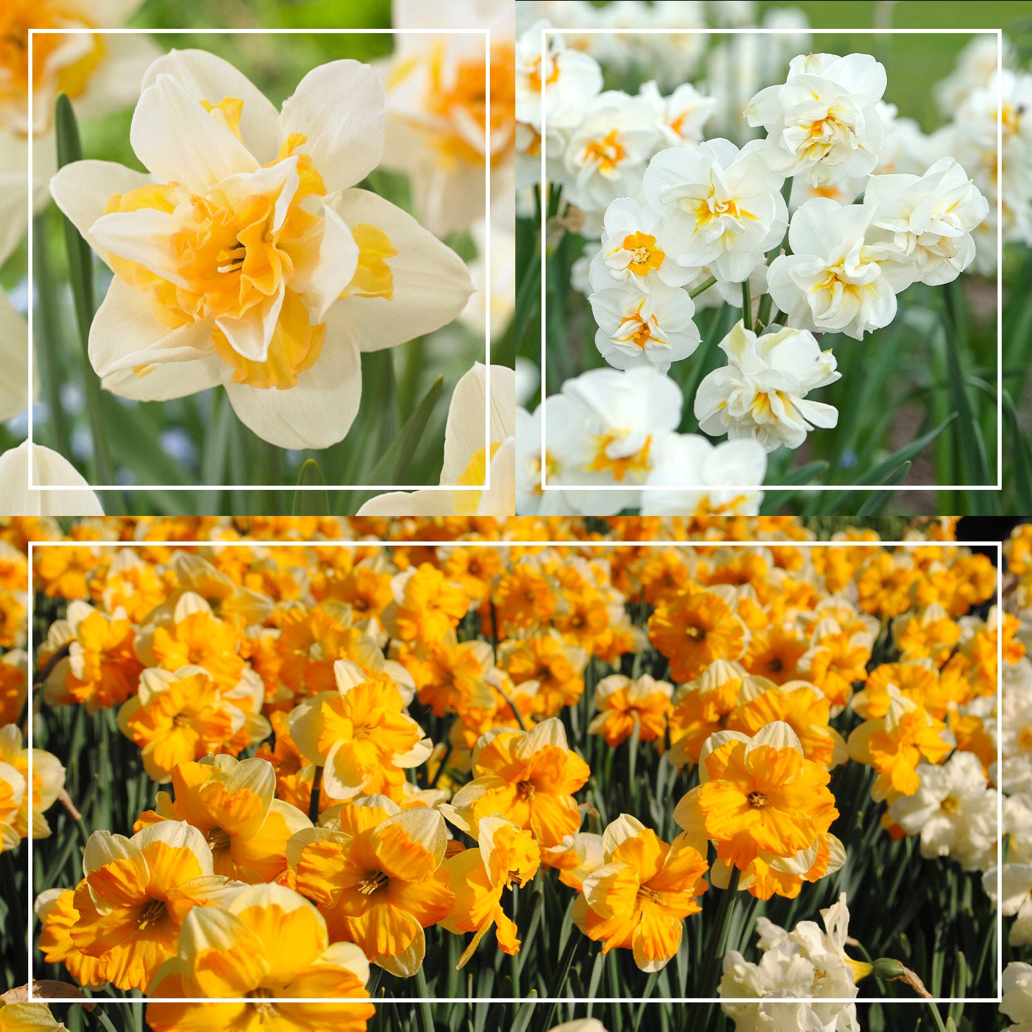 Peaches & Cream Daffodil Bundle