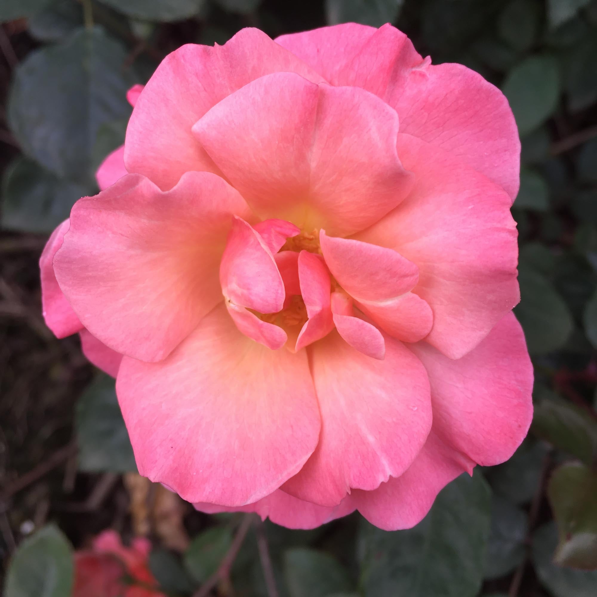 Dancing In The Wind Hybrid Musk Rose | Apricot Rose Bush – Heirloom