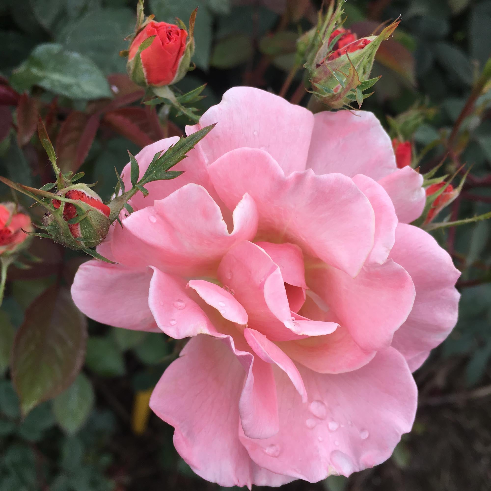 Dancing In The Wind Hybrid Musk Rose | Apricot Rose Bush – Heirloom