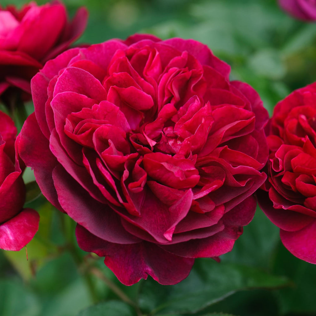 Darcey Bussell