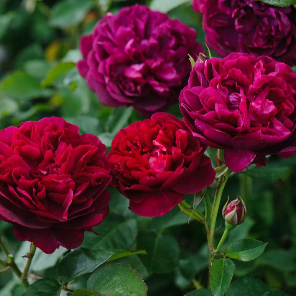 Darcey Bussell