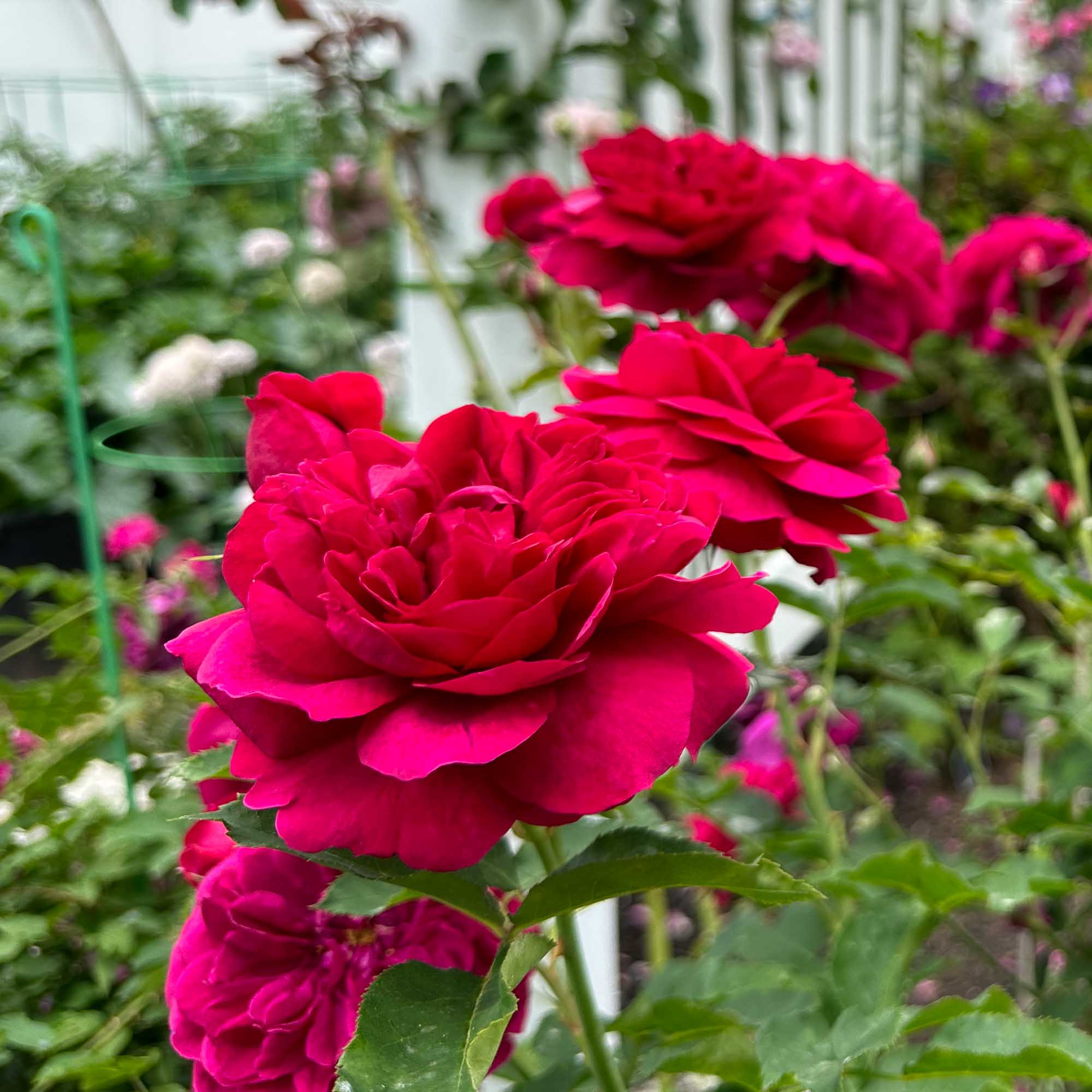 Darcey Bussell English Shrub Rose | Pink Rose Bush – Heirloom