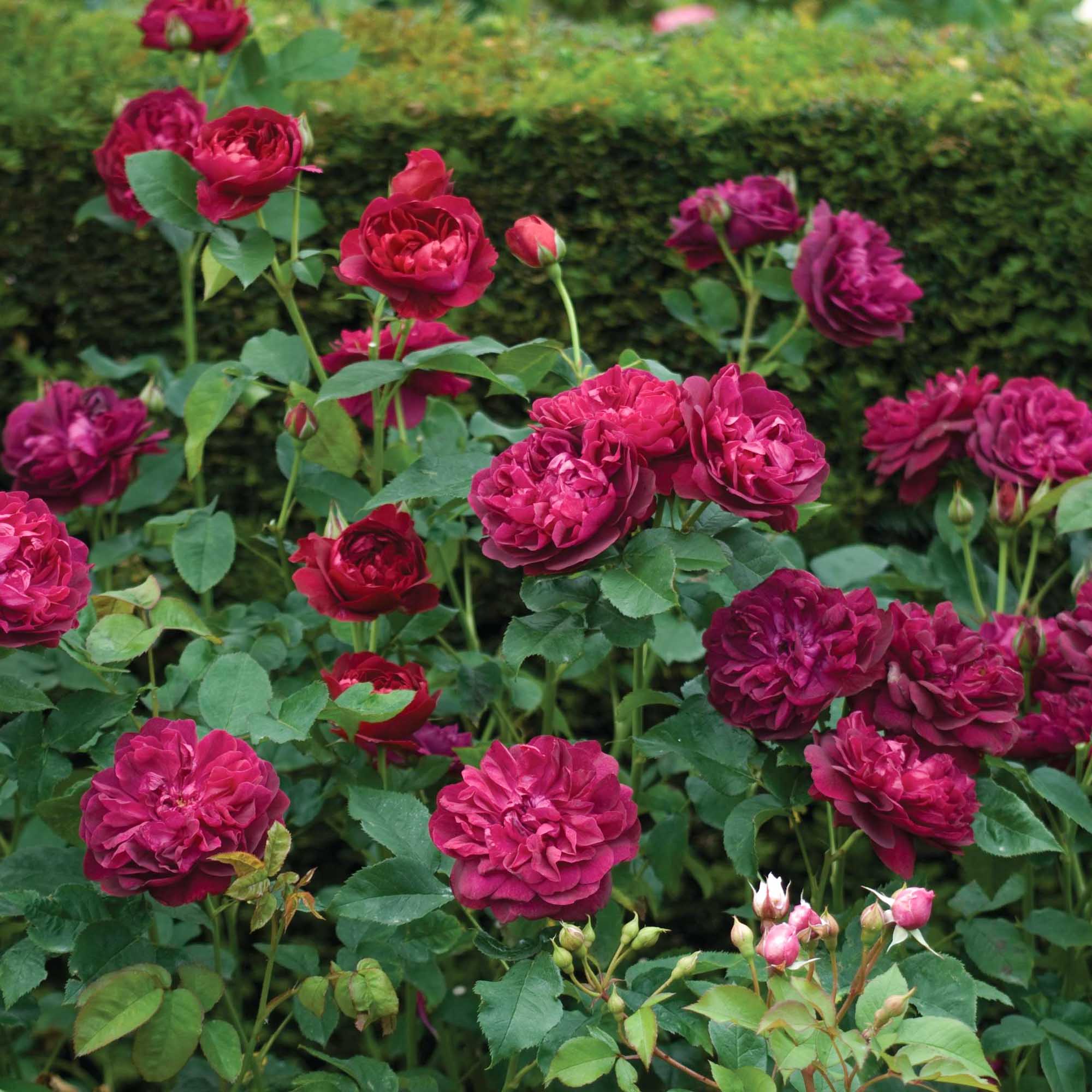 Darcey Bussell