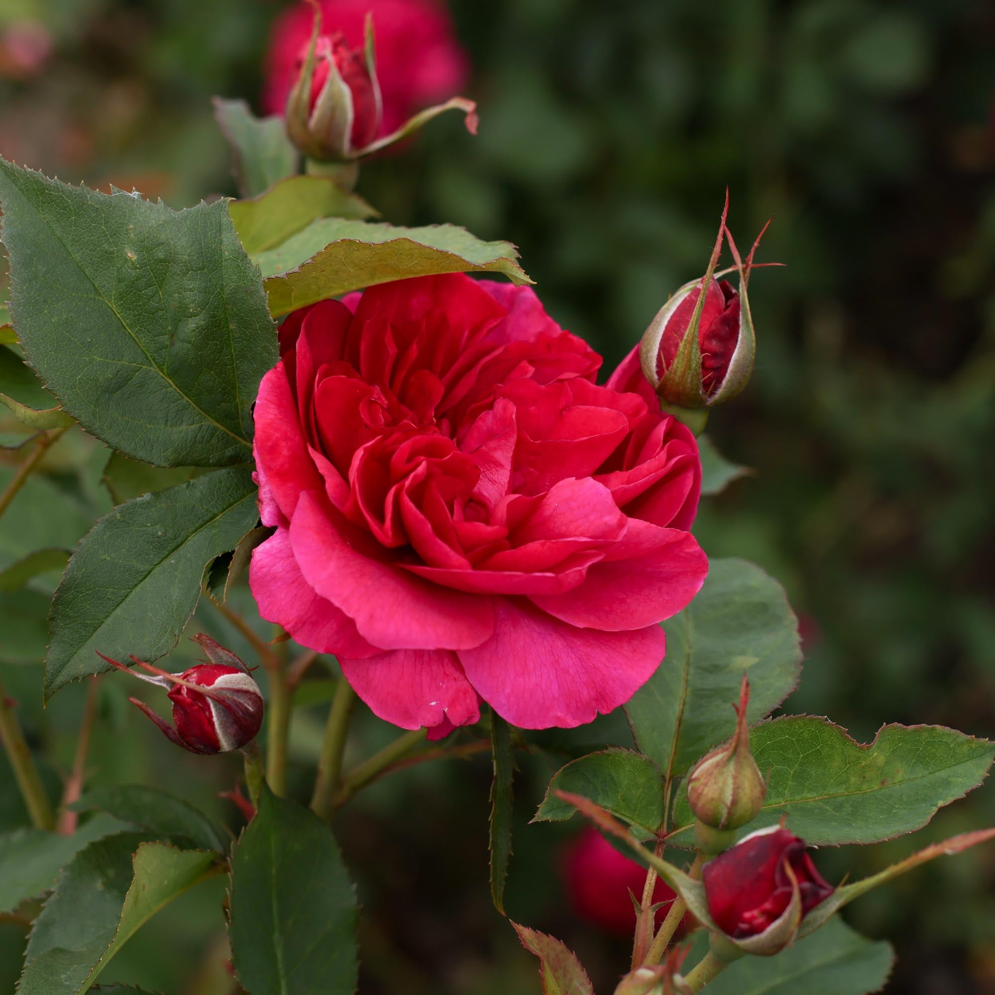 Darcey Bussell