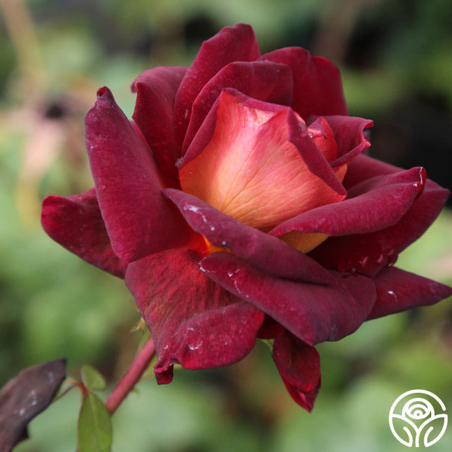 Dark Night Rose - Hybrid Tea - Lightly Fragrant – Heirloom Roses