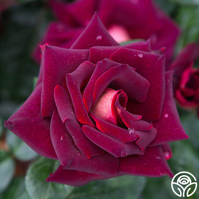 Dark Night Rose - Hybrid Tea - Lightly Fragrant – Heirloom Roses