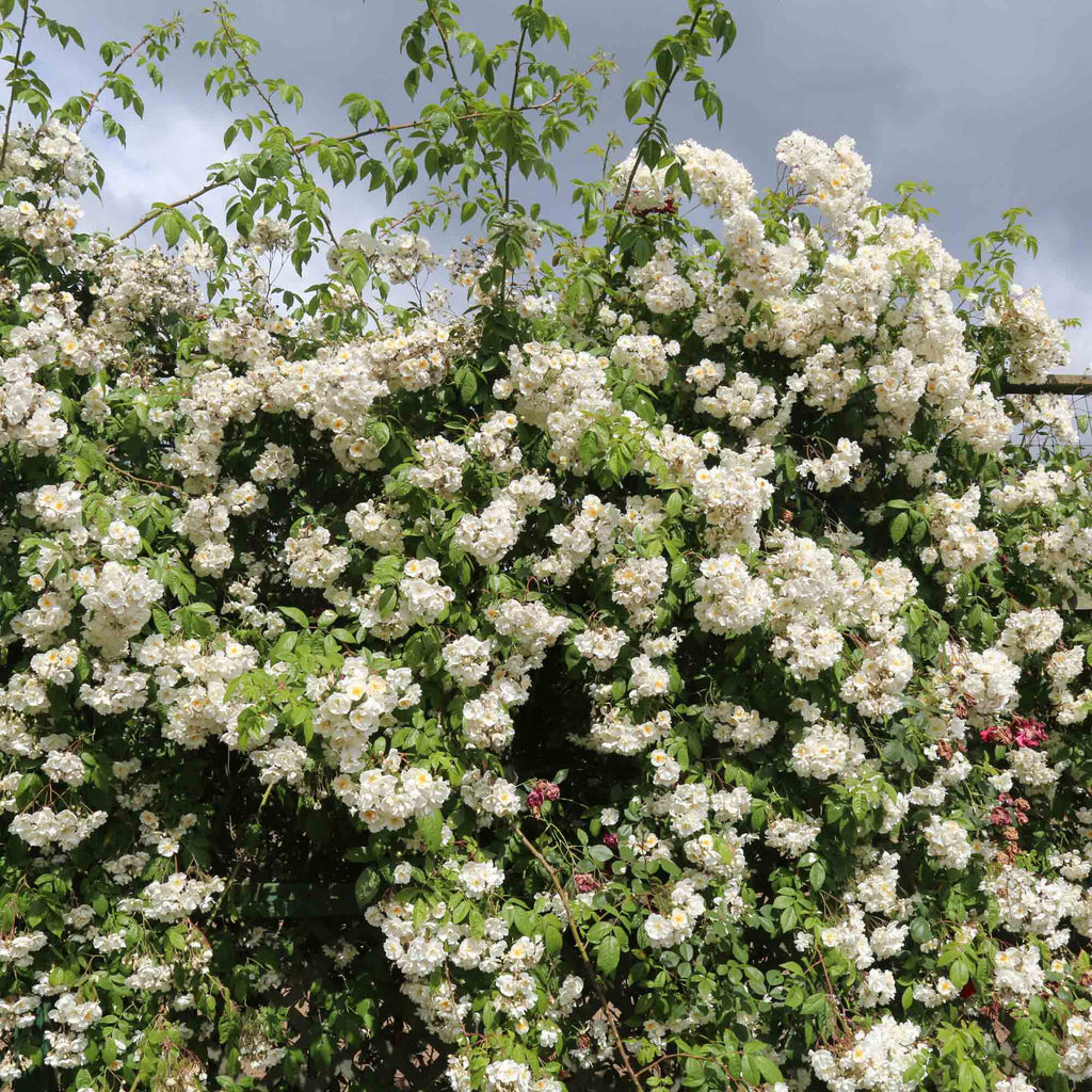 Darlow's Enigma