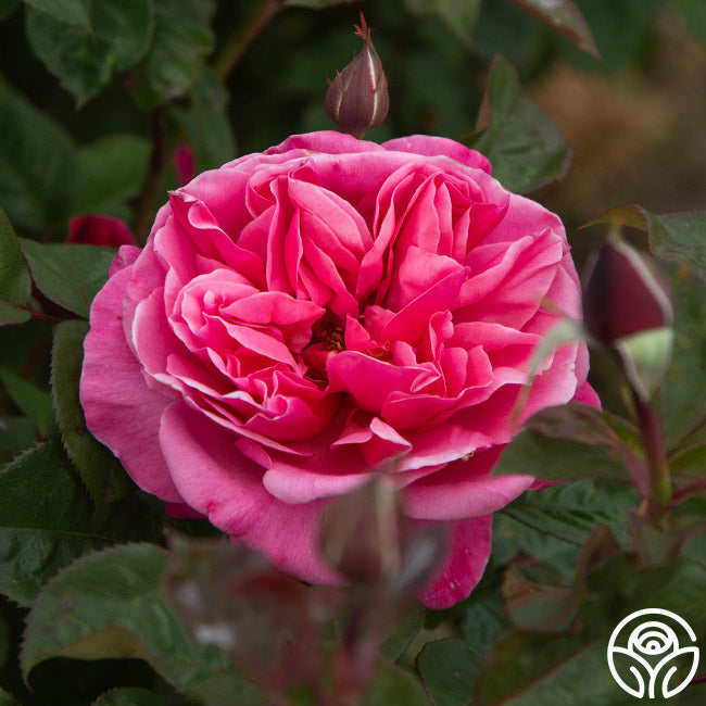 Dee-Lish® | Pink Hybrid Tea Rose Bush – Heirloom Roses