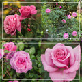 Deeply Fragrant Collection