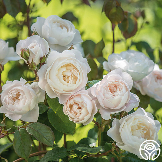 Heirloom Roses Desdemona English Shrub Rose