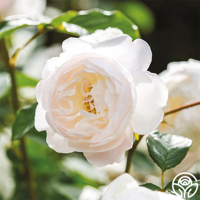 Desdemona | White David Austin Rose Bush – Heirloom Roses