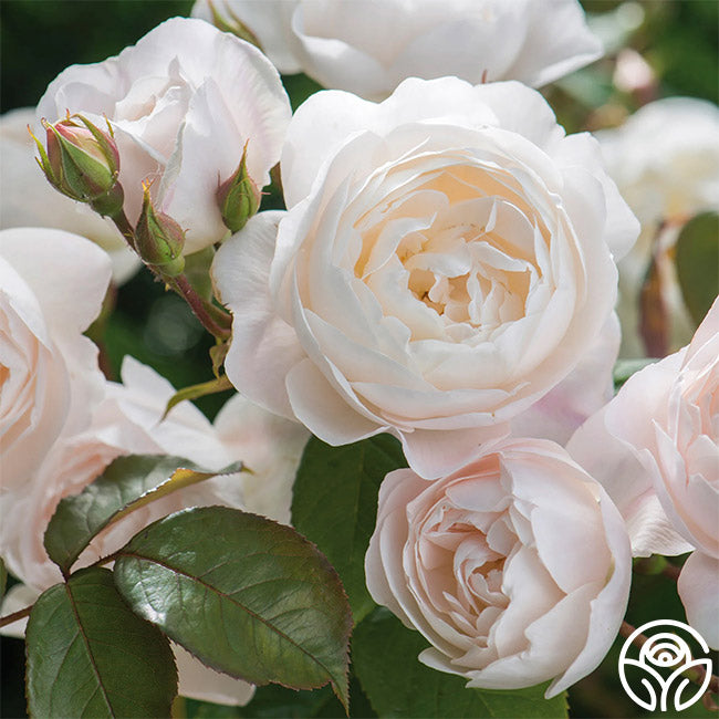 Heirloom Roses Desdemona English Shrub Rose - Thumbnail 2
