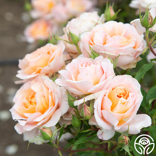 peach rose seeds Desire Shrub Rose