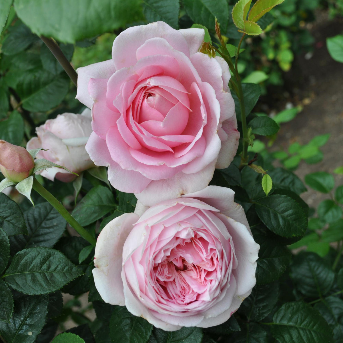 Discovery Shrub Rose | Fragrant Rose Bush – Heirloom