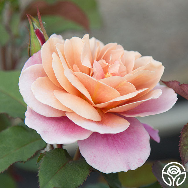 Heirloom Roses Distant Drums - Thumbnail 3