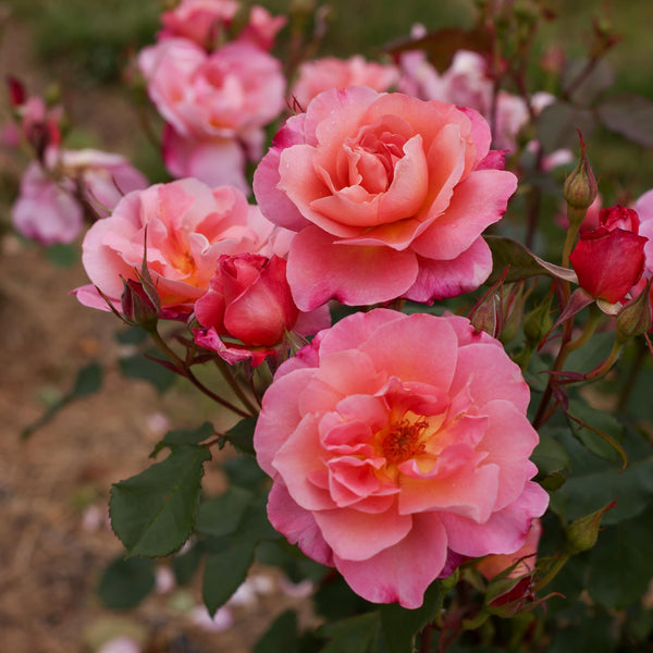 Rose Distant Thunder Shrub Rose | Fragrant Rose Bush – Heirloom