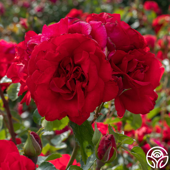 Heirloom Roses Don Juan - Thumbnail 5