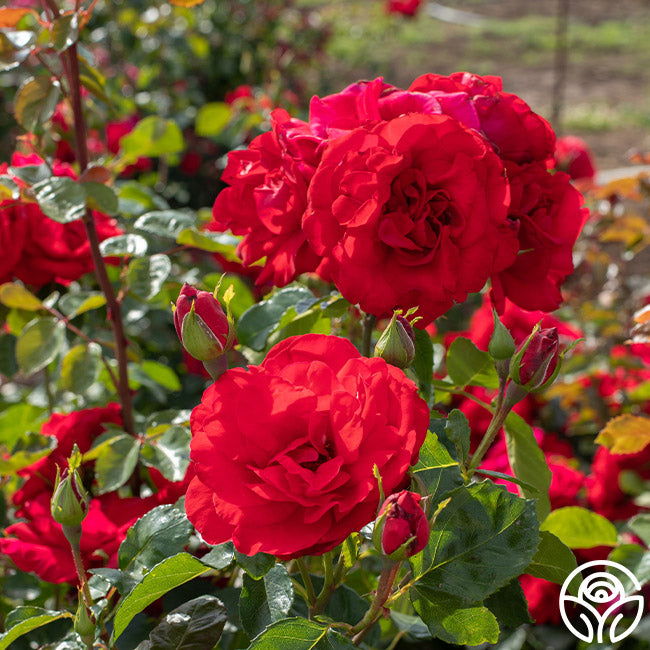 Heirloom Roses Don Juan - Thumbnail 2